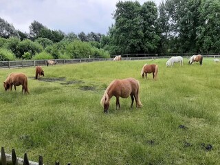 Appartement St. Peter-Ording Omgeving 33