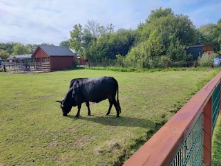 Apartment St. Peter-Ording Umgebung 35