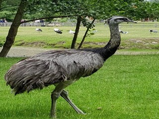 Apartment St. Peter-Ording Environment 38