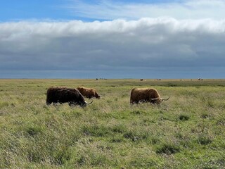 Appartement St. Peter-Ording Environnement 18