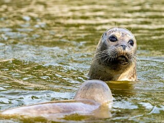 Appartement St. Peter-Ording Omgeving 19