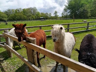 Apartamento St. Peter-Ording Entorno 46