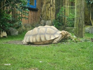Appartement St. Peter-Ording Environnement 23