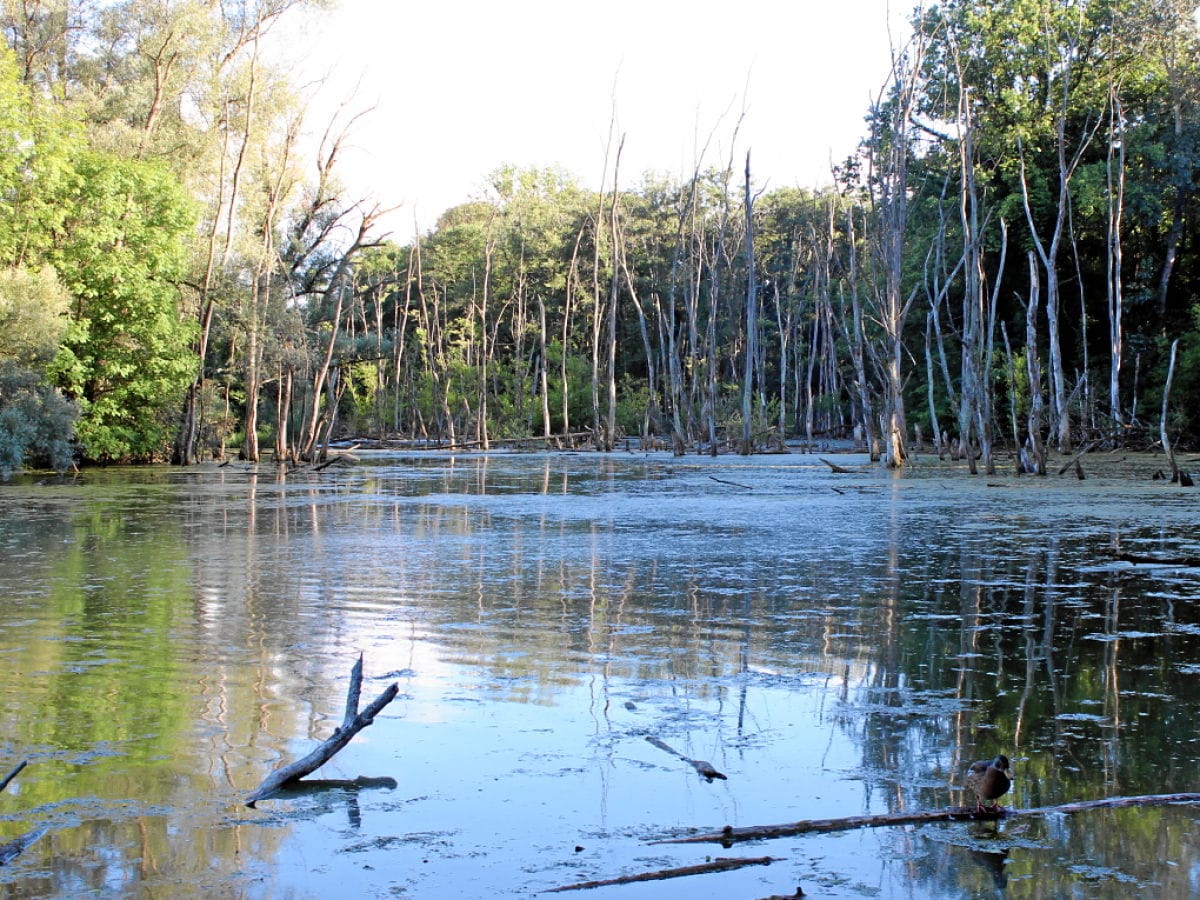 Petite Camargue Frankreich, nahe Bad Bellingen