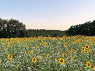Parco vacanze San Donato in Poggio Ambiente 30