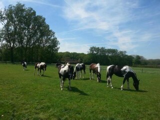 Parc de vacances Udenhout Environnement 25