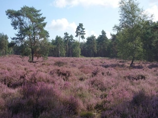 Parc de vacances Udenhout Environnement 13