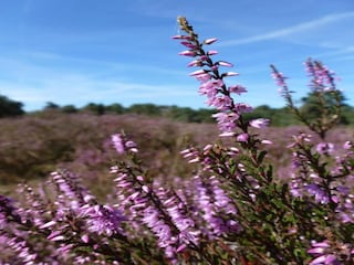 Parc de vacances Udenhout Environnement 16