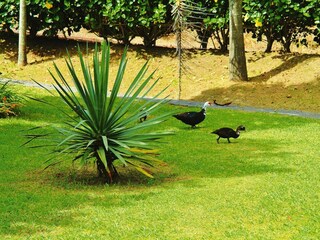 Parc de vacances Vila Franca do Campo Enregistrement extérieur 5
