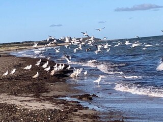 Casa per le vacanze Løkken  55