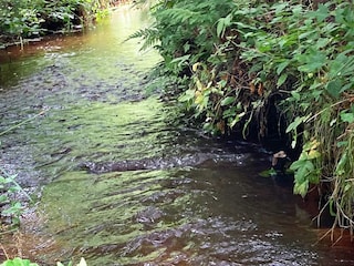 Ferienhaus Aalbæk Außenaufnahme 6