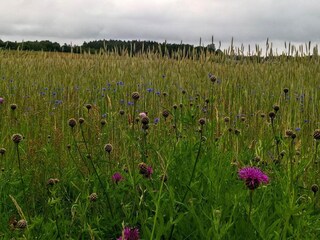 Ferienhaus Fjerritslev  37