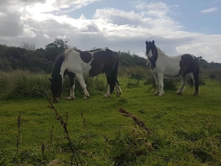 Ferienhaus Fjerritslev  11