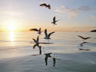 Holiday house Terrak am Bindalsfjord  11