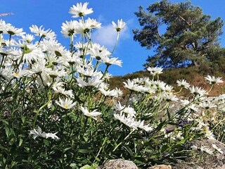 Vakantiehuis Ellös  24