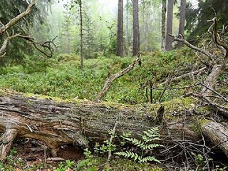 Vakantiehuis Växjö  30