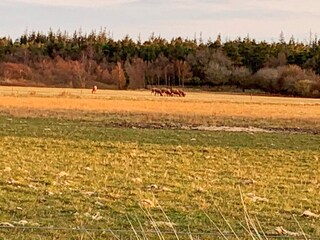 Holiday house Blåvand  4