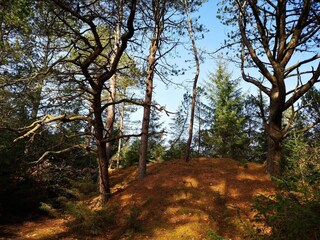 Casa per le vacanze Blåvand  6