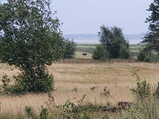 Vakantiehuis Blåvand  18