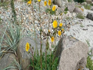 Ferienhaus Spodsbjerg Außenaufnahme 9