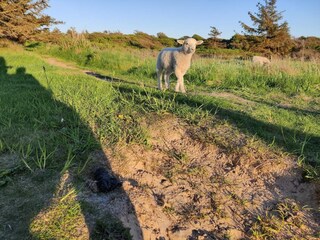 Vakantiehuis Nørlev Strand  26