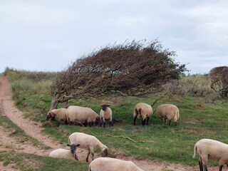 Vakantiehuis Nørlev Strand  30