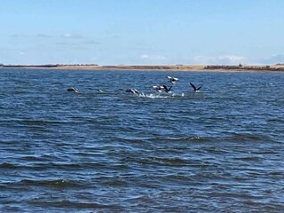 Ferienhaus Helligsø  22