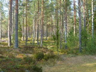 Blick in den Wald