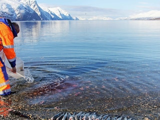 Ferienhaus Koppangen  22