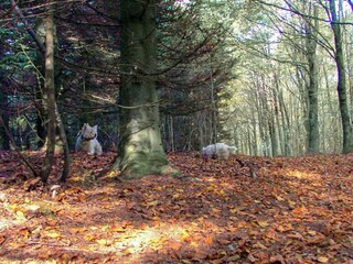 Vakantiehuis Toftlund Buitenaudio-opname 10