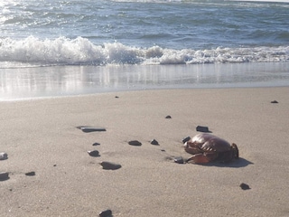 Appartement Søndervig  11