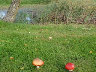 Holiday house Ørsted  12