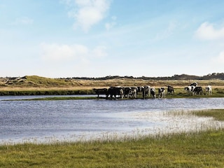 Ferienhaus Kollerup Strand  10