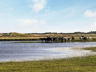 Ferienhaus Kollerup Strand  9