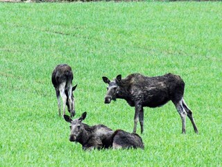 Ferienhaus Bullaren  17