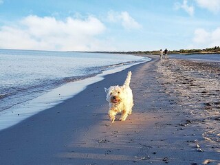 Ferienhaus Marielyst  28