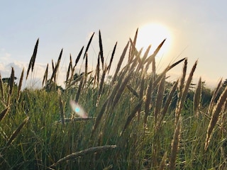 Ferienhaus Marielyst  12