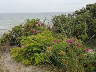 Maison de vacances Lyngså  10