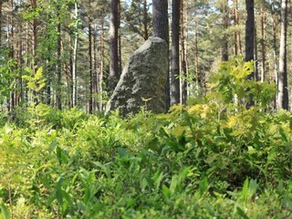 Maison de vacances Ingarö  21