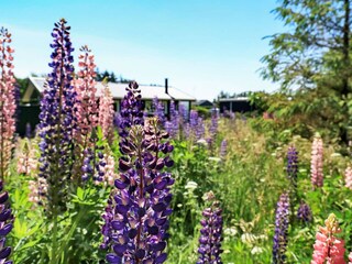 Maison de vacances Lønstrup  27