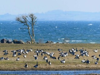 Casa per le vacanze Falsled  26