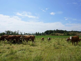 Vakantiehuis Grohed  9