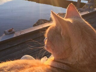 Ferienhaus Bengtsfors  18