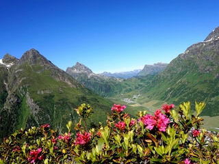 Alpenrosenblüte, Paznaun, Ferienwohnen Mattle