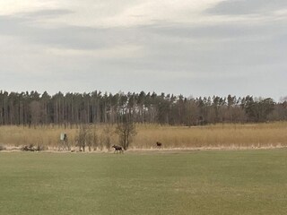 Ferienhaus Vedum  24