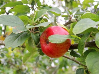 Vakantiehuis Blixtorp  10