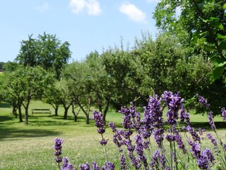 Apartamento de vacaciones Klosterneuburg Grabación al aire libre 4
