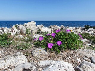 Maison de vacances Nykøbing Sjælland  42