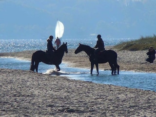 Reiten Sie entlang der Strände in der Brandung