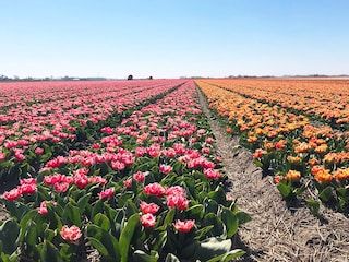 Blumenzwiebelfelder